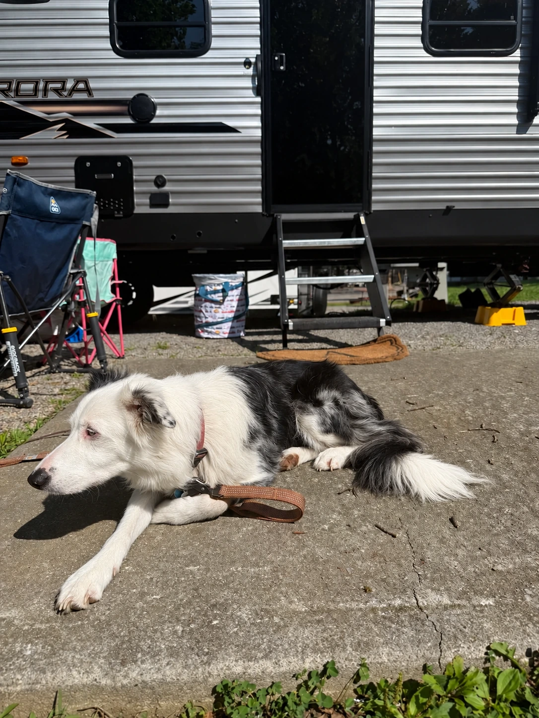Border Collie Dolly resting beside the RV Fam Adventure travel trailer at a campsite